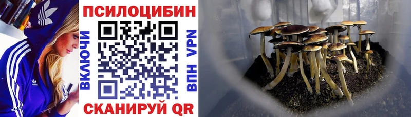Купить где  Наро-Фоминск  Псилоцибиновые грибы Cubensis 